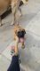 Bullmastiff Puppies for sale in Addison, TX 75001, USA. price: NA