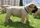 Bullmastiff Puppies for sale in Washington Ave, St. Louis, MO, USA. price: $300
