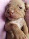 Bullmastiff Puppies for sale in Cedar Hill, TX 75104, USA. price: $100