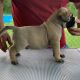 Bullmastiff Puppies for sale in Salt Lake City, UT, USA. price: NA