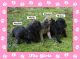 Bullmastiff Puppies for sale in Grand Haven, MI, USA. price: NA
