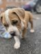 Bully Kutta Puppies for sale in Grandview Heights, OH, USA. price: NA