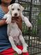 Bully Kutta Puppies for sale in Thrissur, Kerala, India. price: NA
