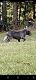 Bully Kutta Puppies for sale in Winder, GA 30680, USA. price: NA