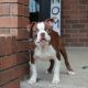 Bully Kutta Puppies for sale in 163 Center Blvd, Richland, WA 99352, USA. price: NA
