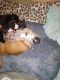 Bully Kutta Puppies for sale in 42501 US-27, Somerset, KY 42503, USA. price: NA
