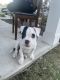 Bully Kutta Puppies for sale in Charlotte, NC, USA. price: NA