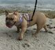 Bully Kutta Puppies for sale in Miami, FL, USA. price: $1,000