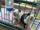 Bush Baby Animals for sale in AKME HARMONY, 305, Bellandur Main Rd, Bellandur, Bengaluru, Karnataka 560103, India. price: 4500 INR
