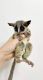 Bush Baby Animals for sale in Bath, Maine. price: $450