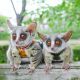 Bush Baby Animals for sale in Nashville, Tennessee. price: $500
