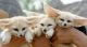 Bush Baby Animals for sale in Los Angeles, CA, USA. price: NA