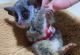 Bush Baby Animals for sale in Montreat, NC, USA. price: NA
