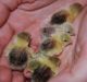 Buttonquail Birds for sale in Pleasant Hills, PA, USA. price: $8