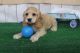 Cabecudo Boiadeiro Puppies for sale in Midland Park, NJ 07432, USA. price: NA