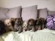 Cabecudo Boiadeiro Puppies for sale in Atlantic Beach, NC, USA. price: NA