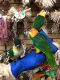Caique Birds for sale in Florida's Turnpike, Orlando, FL, USA. price: $800