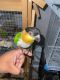 Caique Birds for sale in Queens, NY, USA. price: $2,000