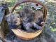 Cairland Terrier Puppies for sale in Burbank, OH 44214, USA. price: NA