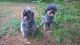 Cairland Terrier Puppies for sale in Clarksville, TN, USA. price: NA