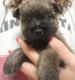 Cairland Terrier Puppies for sale in East Los Angeles, CA, USA. price: NA