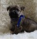 Cairn Terrier Puppies for sale in Carrollton, OH 44615, USA. price: NA