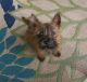 Cairn Terrier Puppies for sale in Miami, FL, USA. price: NA