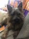 Cairn Terrier Puppies for sale in Simpsonville, SC, USA. price: NA