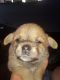 Cairn Terrier Puppies for sale in Noblestown, PA 15071, USA. price: NA