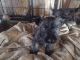 Cairn Terrier Puppies for sale in Sturgis, SD 57785, USA. price: NA