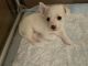 Cairn Terrier Puppies for sale in Bronx, NY 10461, USA. price: NA