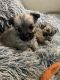 Cairn Terrier Puppies for sale in 7201 Castor Ave, Philadelphia, PA 19149, USA. price: NA