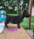 Cairn Terrier Puppies for sale in Vandalia, MI 49095, USA. price: $850