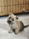 Cairn Terrier Puppies for sale in Daytona Beach, Florida. price: $1,500