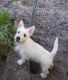 Cairn Terrier Puppies for sale in Daytona Beach, Florida. price: $400