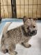 Cairn Terrier Puppies for sale in Daytona Beach, Florida. price: $1,500