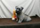 Cairn Terrier Puppies for sale in Jacksonville, FL, USA. price: $400