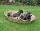 Cairn Terrier Puppies for sale in Tampa, FL, USA. price: NA