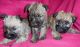 Cairn Terrier Puppies for sale in Boston, MA, USA. price: NA