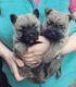 Cairn Terrier Puppies for sale in Houston, TX 77001, USA. price: NA