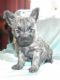 Cairn Terrier Puppies for sale in El Paso, TX, USA. price: NA