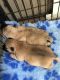 Cairn Terrier Puppies for sale in Pottsboro, TX 75076, USA. price: NA