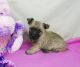 Cairn Terrier Puppies for sale in Sacramento, CA, USA. price: NA