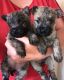 Cairn Terrier Puppies for sale in Austin, TX, USA. price: NA
