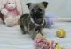 Cairn Terrier Puppies for sale in Houston, TX, USA. price: NA