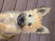 Cairn Terrier Puppies for sale in Herald, CA, USA. price: NA