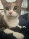 Calico Cats for sale in Freeport, New York. price: $80