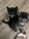 Calico Cats for sale in lakewood, California. price: $80