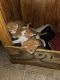 Calico Cats for sale in Adamsville, Alabama. price: NA