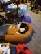 Calico Cats for sale in Garden City, Kansas. price: NA